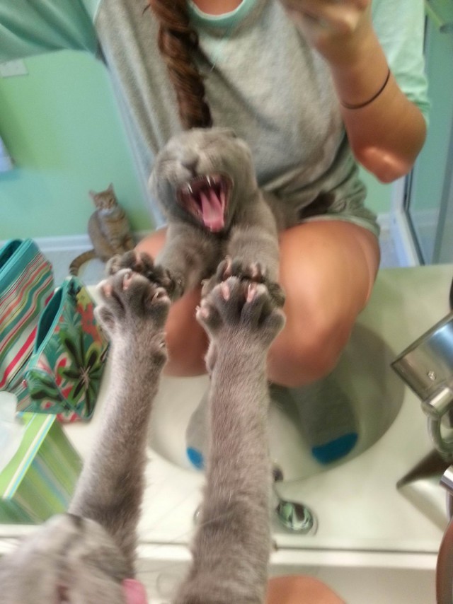 Прикольных котов пост