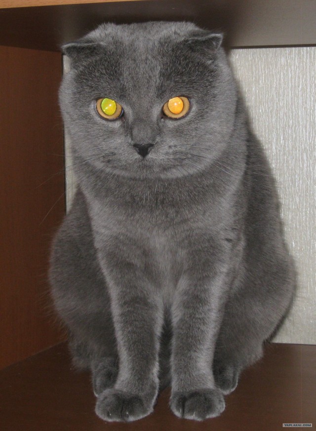 Котонянька и котовторник