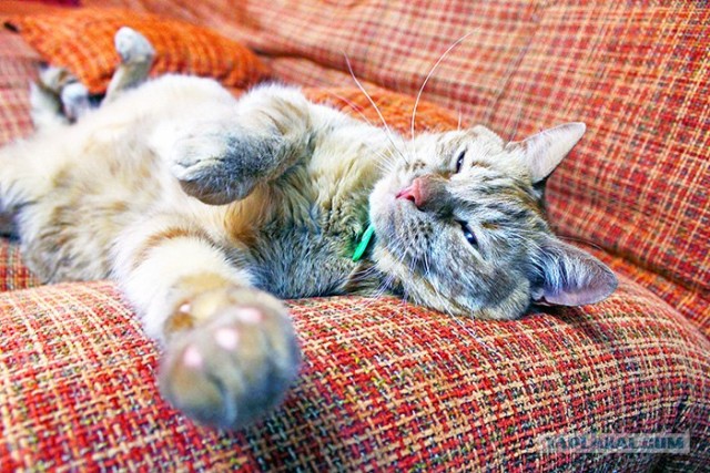 Котовторник ( 23.10. 2012. )