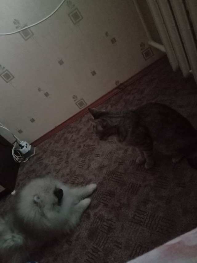 Живность из сети