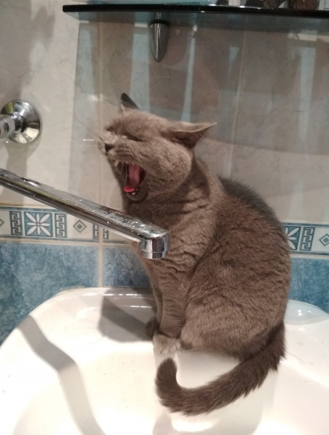 Эти забавные животные