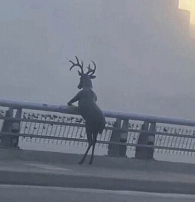 Эти забавные животные