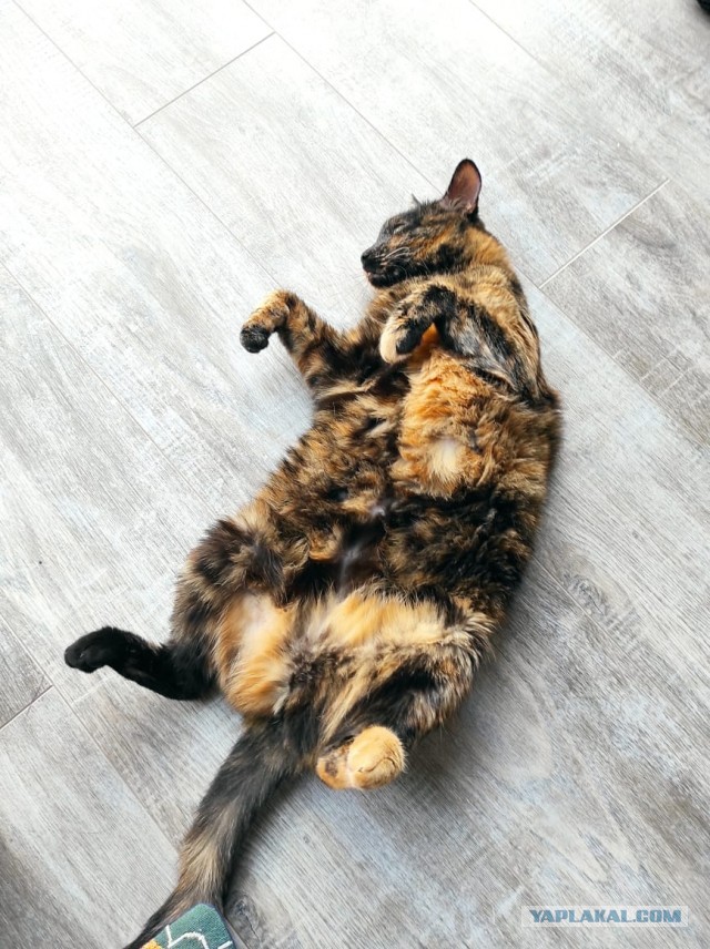 Котовторнику быть!