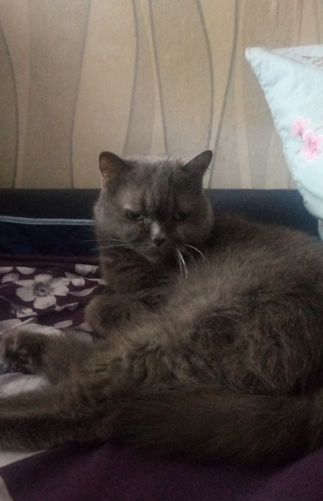 Всех с праздничком, но про котовторник не забываем))