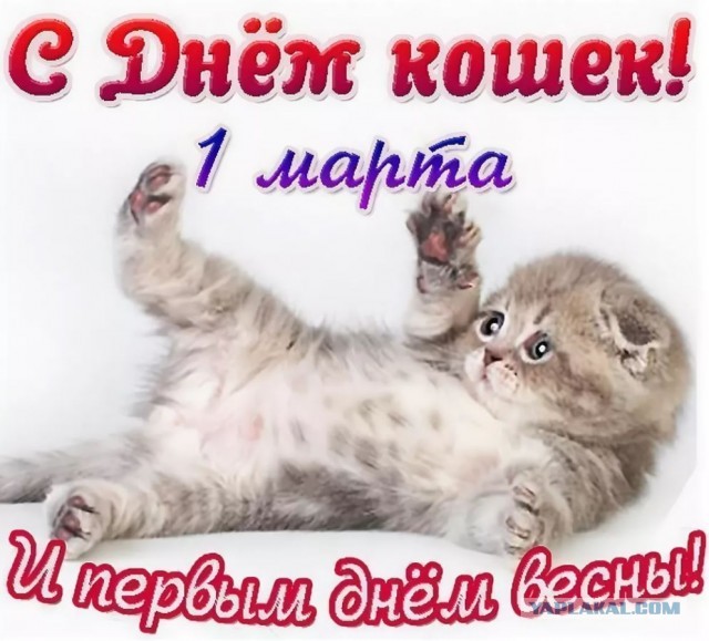Всех кошатников с Праздником!