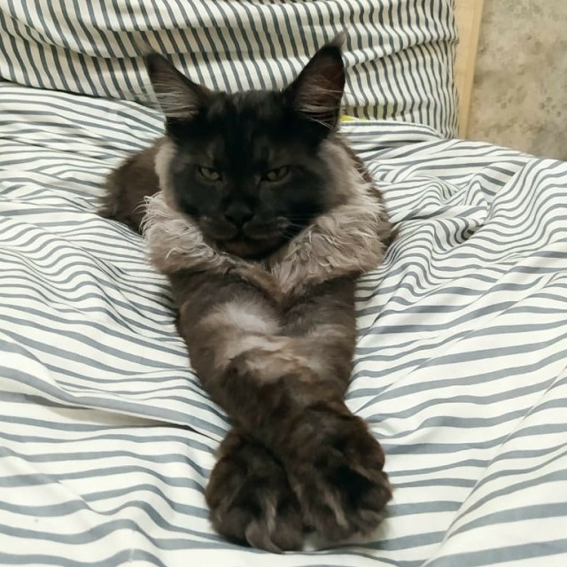 Котовторник!