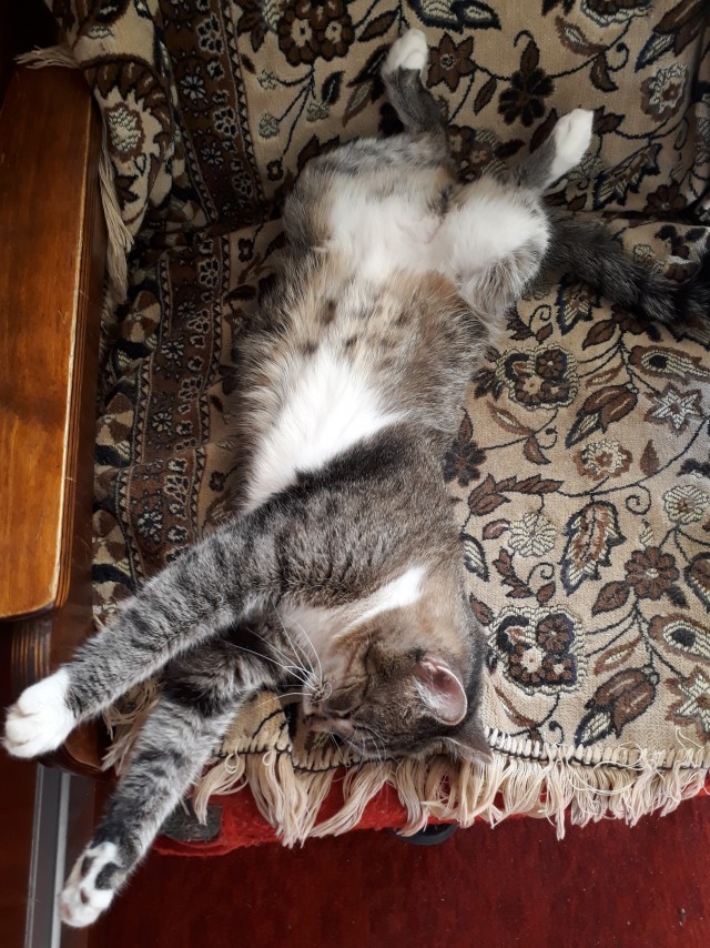 С котовторником!