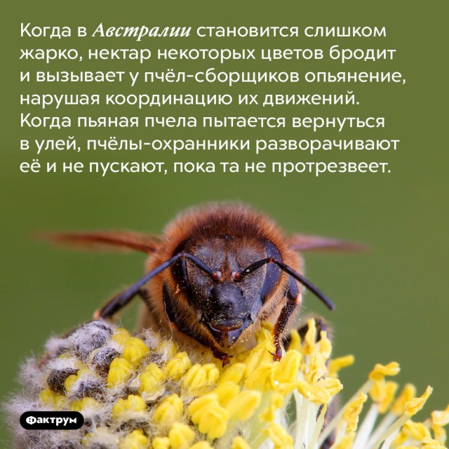 Власти Подмосковья предупредили жителей о пьяных пчелах