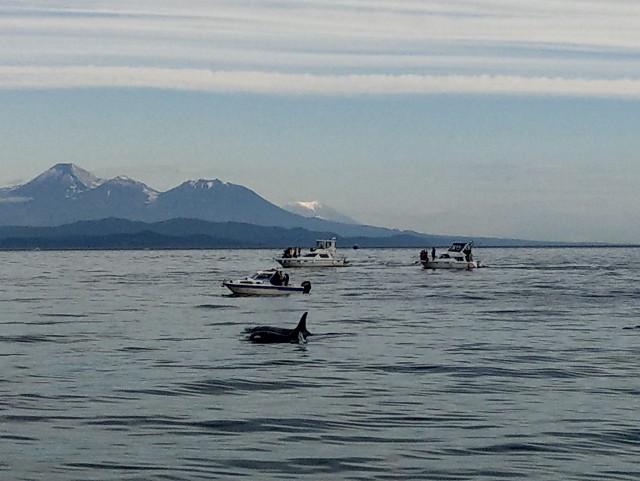 Косатки преследуют лодку