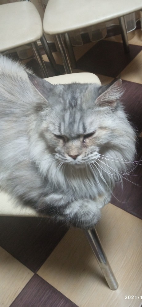 Котовторник так котовторник