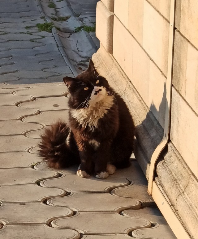 Котовторник! Пара фоток суровых котов.