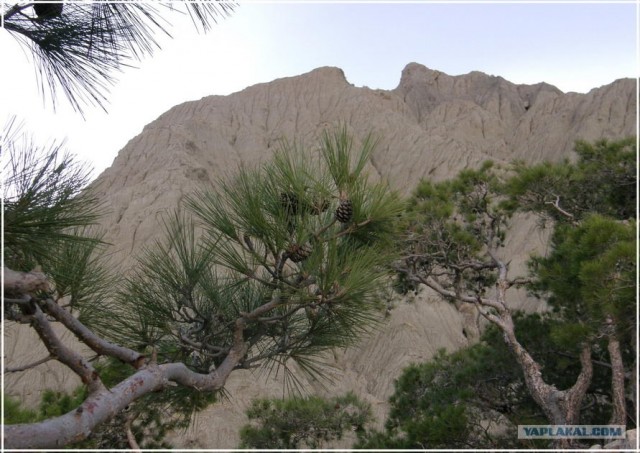 Крым. Мыс Ая. Деревья моря.