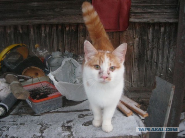 Жизнь домашнего приюта для котеек 421