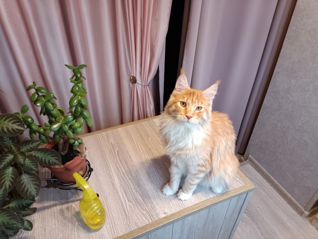 Кошка