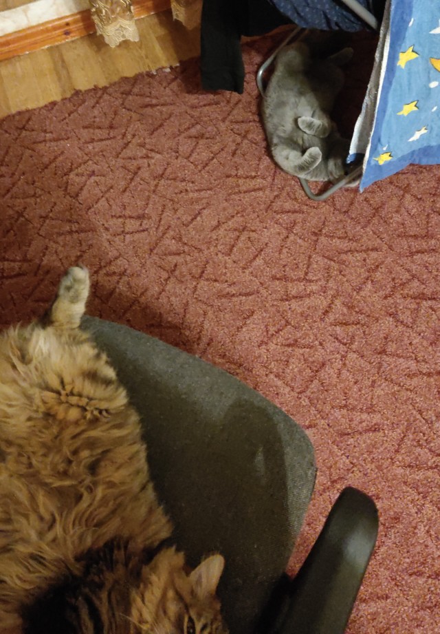 Про котейку