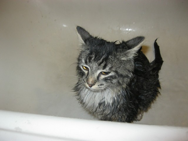 Крылья, крылья... Главное хвост!