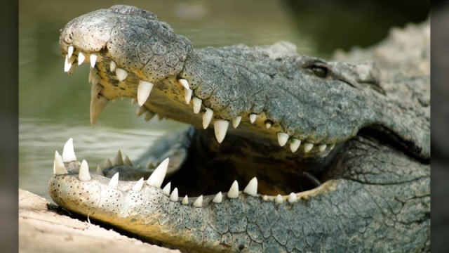 В Австралии мужчина выжил после нападения крокодила, оторвав его челюсти от своей головы