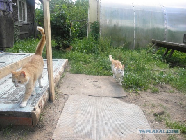 Жизнь домашнего приюта для котеек 452