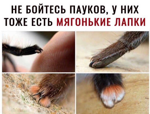 Животные, которых природа наградила нестандартными и необычными лапами