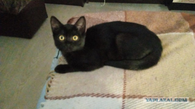 К - Котовторник ☺ Пополнение