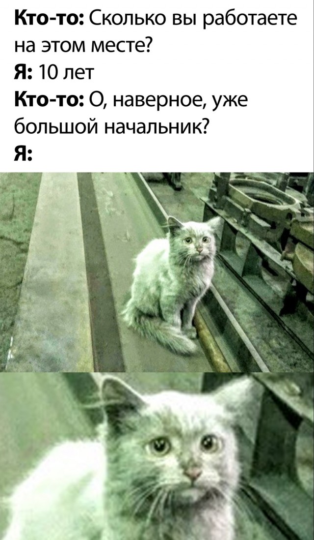 Кот с завода мем