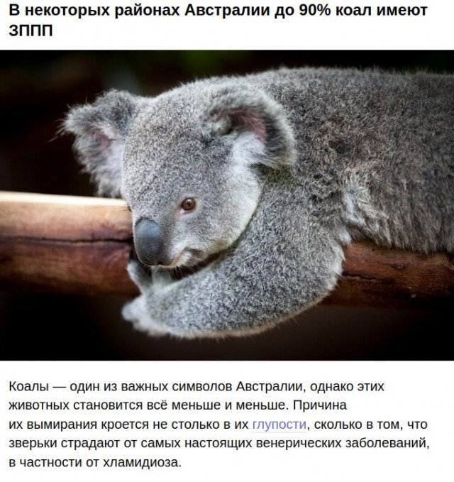 Надо больше... больше любви!