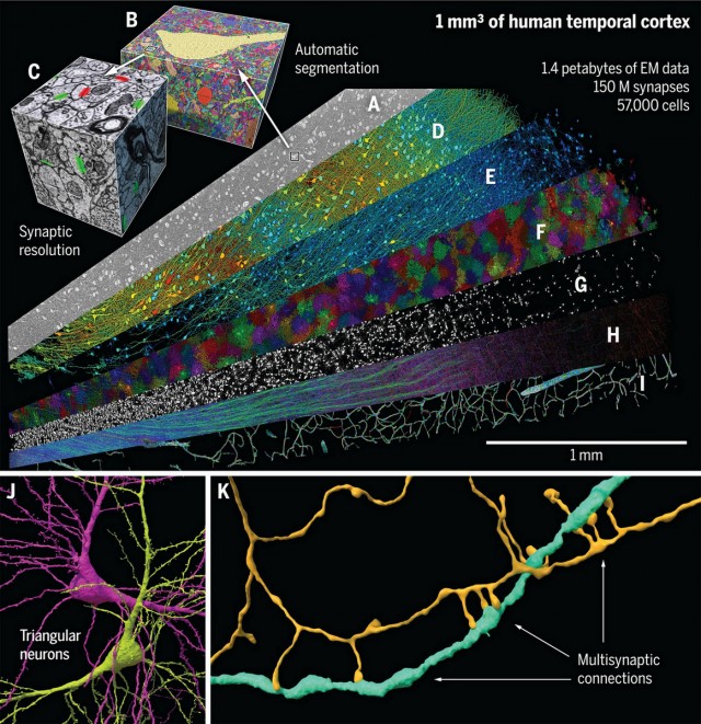 Кубический миллиметр мозга в невероятных деталях