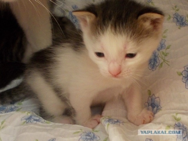 Котовторник 04.06.2013