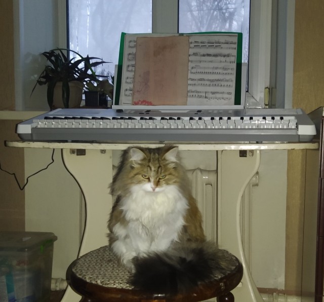 Котовторник в картинках