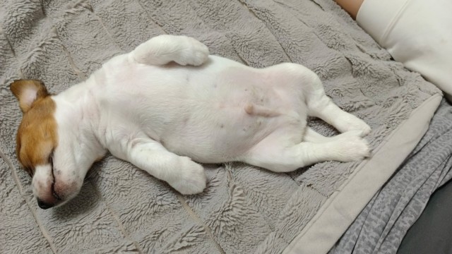 А как спят ваши питомцы?