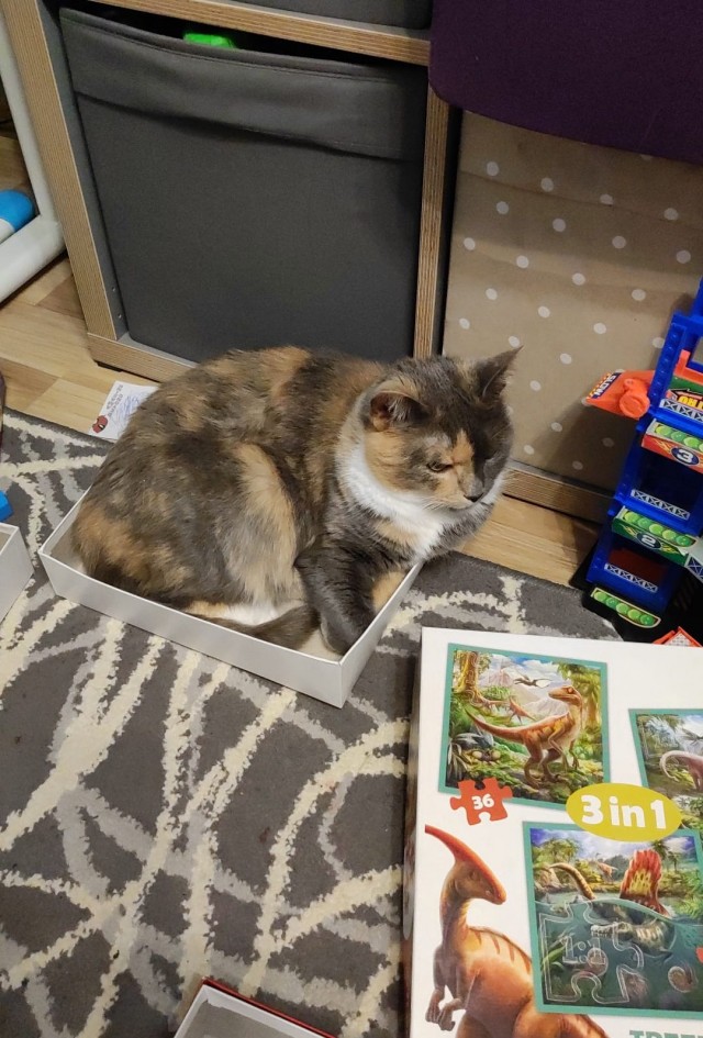 Моя жена не умеет фоткать кота