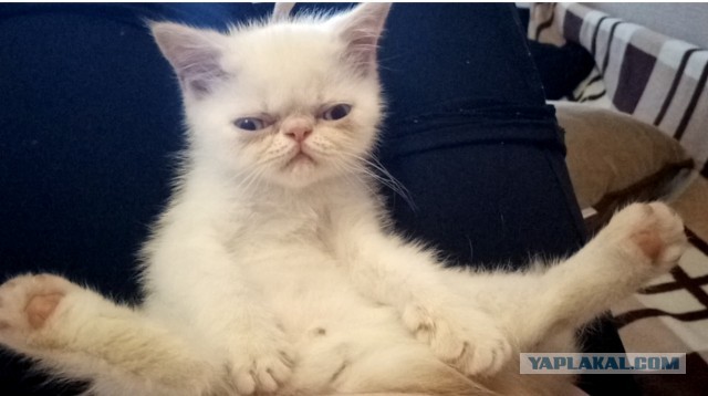 Котовторник продолжается.