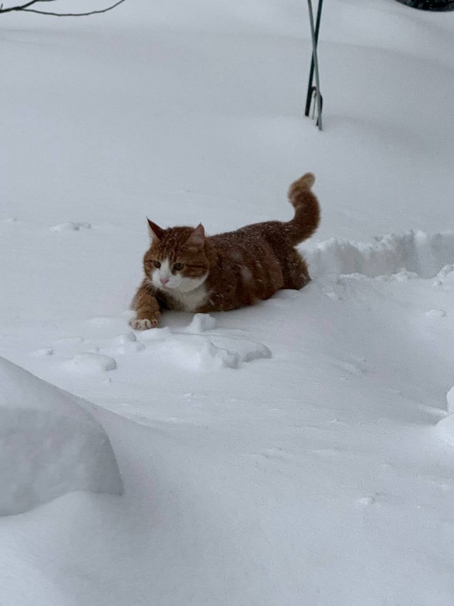 Снежок
