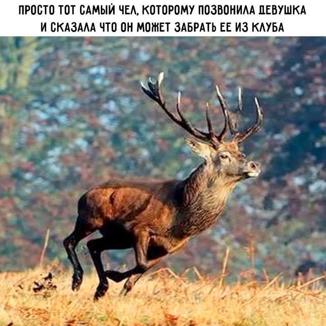 Картинки для деградации 211 (разной степени свежести)