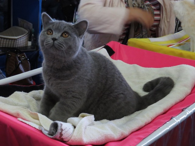 Котовторник на 24.09.2013г