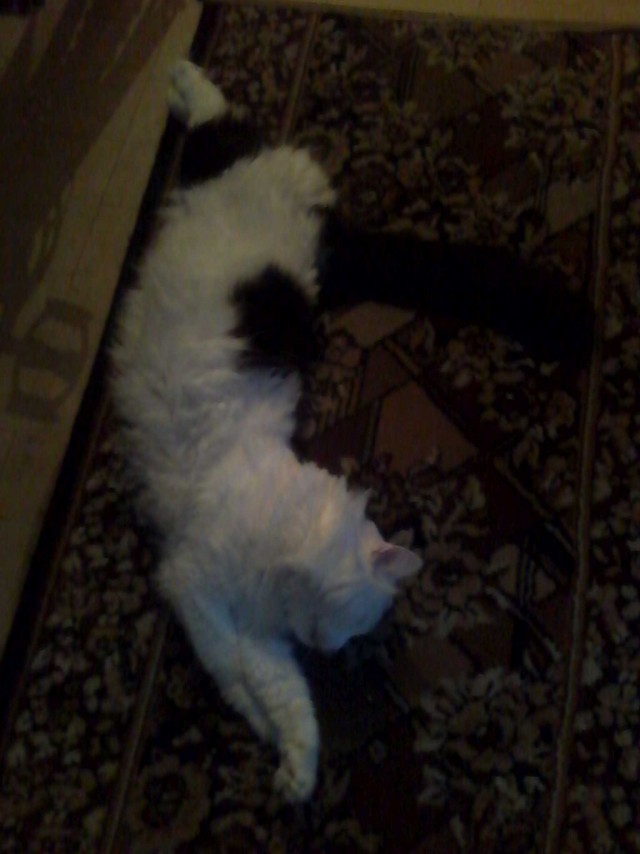 Жил был Кот...