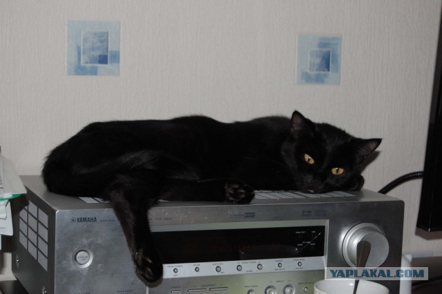 Котовторник 22.04.2014