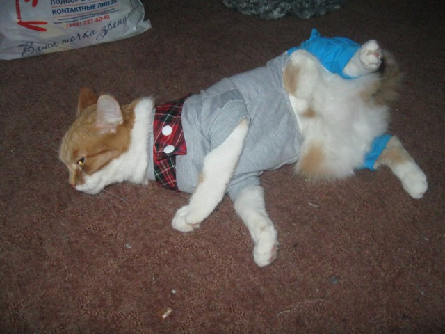 Котовторник 29.04.14.