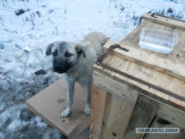Собачья безысходность...