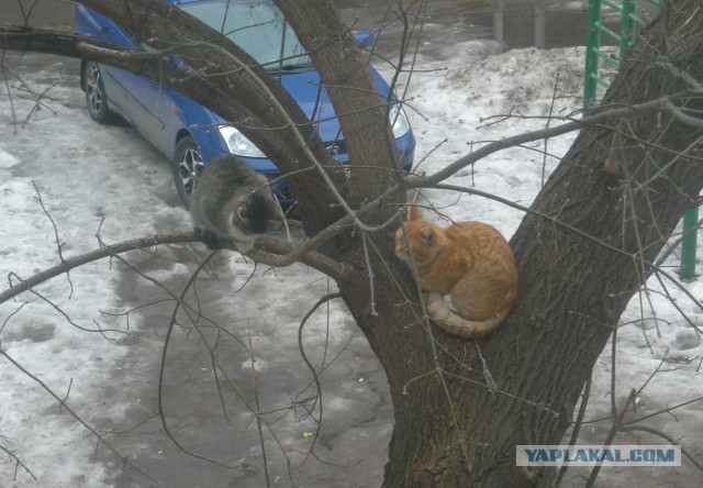 Котовторник 12.03.13