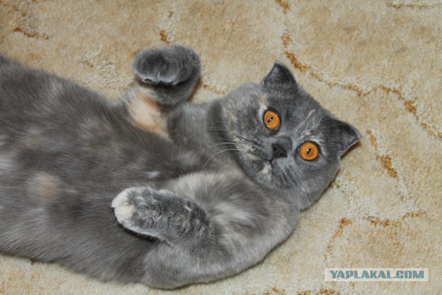 Котовторник  10.11.2015