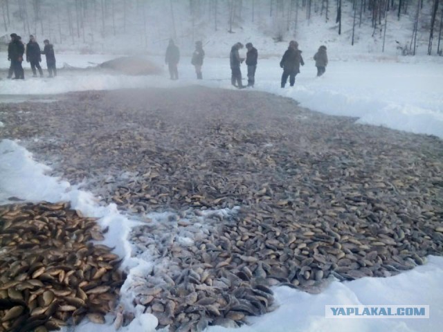 Муҥха (якутская ловля рыбы).