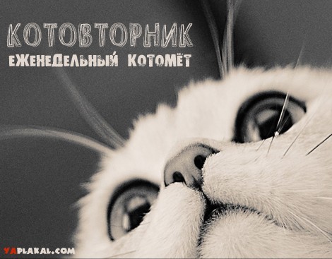 Вторник: Кошаки правят ЯПом!