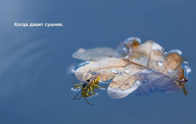 Эх! Жизнь козявочная...