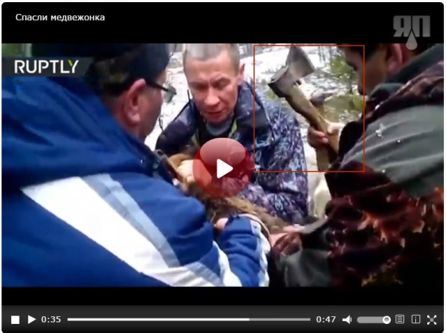 Охотники спасли плачущего медвежонка, попавшего в ловушку