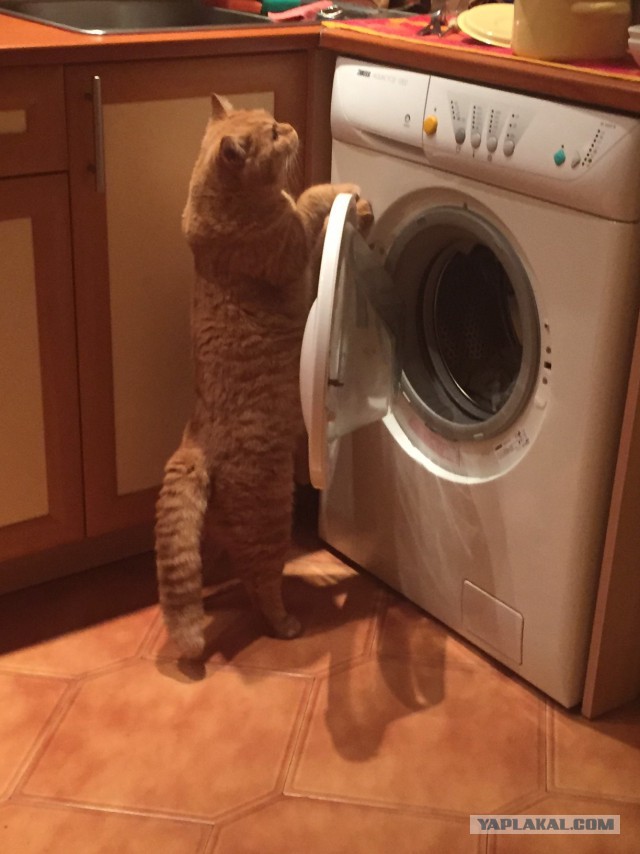 Котовторник 22.11.2016