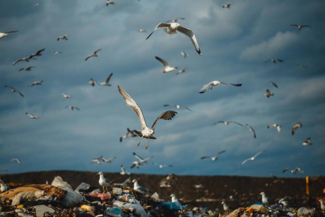 Как погибает мусор: фоторепортаж «Югополиса»