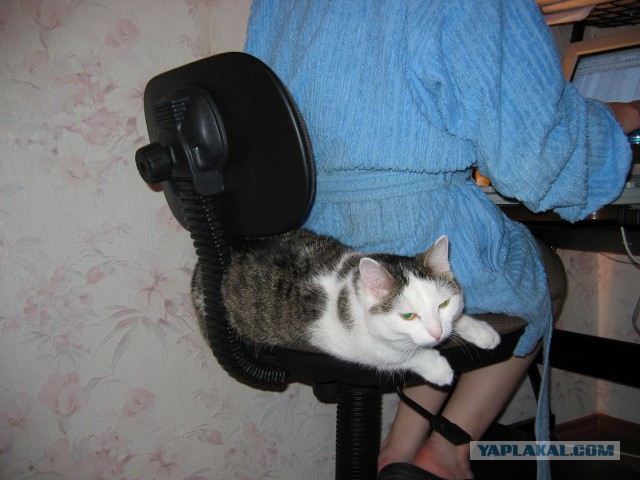 Добрее к кошкам!