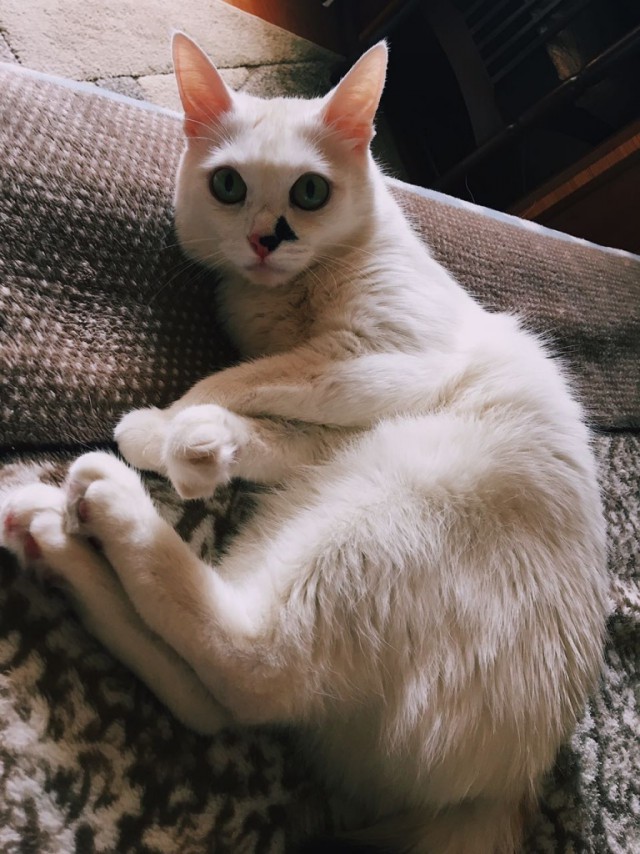 Коты и Кошки