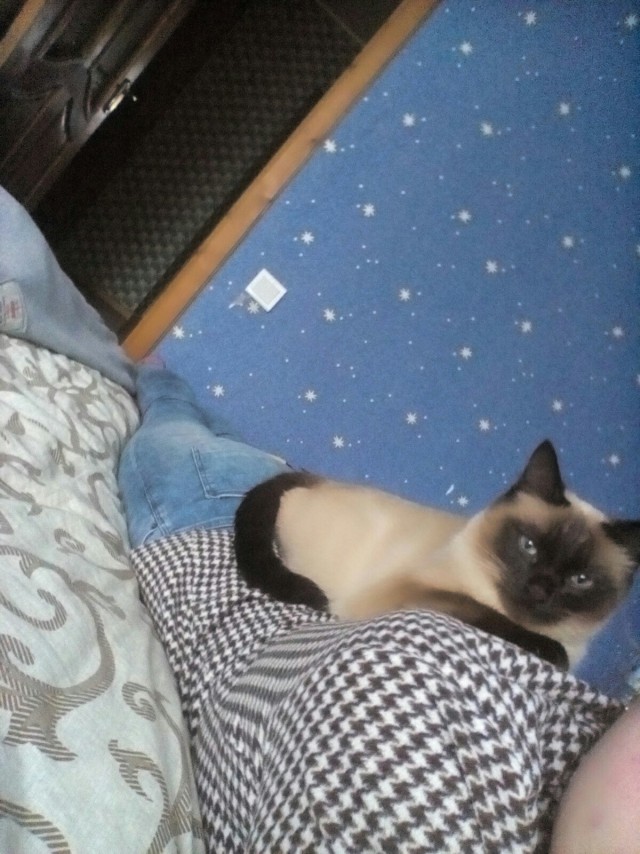Коты и Кошки
